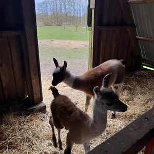 Agroturismo Farm, Billund